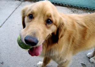 Buenas razones para adoptar una mascota