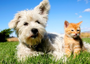 ¿Hoteles para perros y gatos?