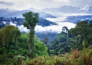 ¿Qué está pasando en el Amazonas?