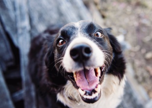 Beneficios de tener un perrito
