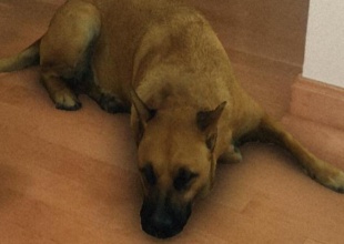 Sasha Dog: El filtro del perro que está en todo Instagram