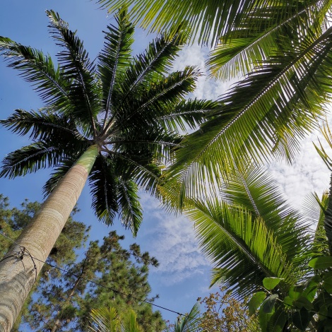 ¿Conoces Monkey Lodge?